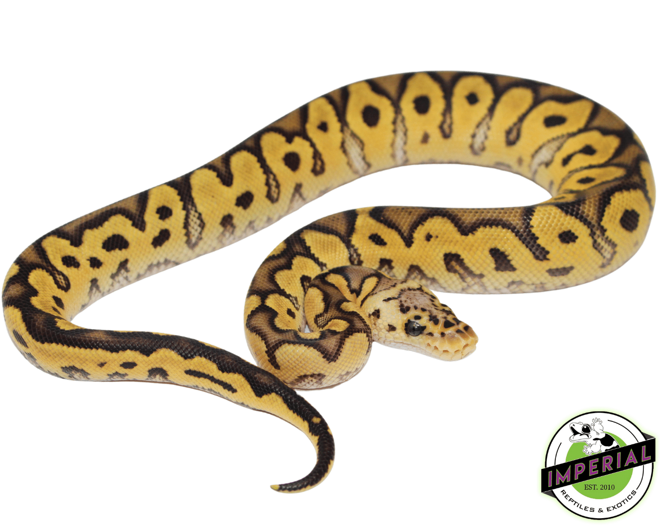 Pastel Enchi Clown Ball Python — image 2