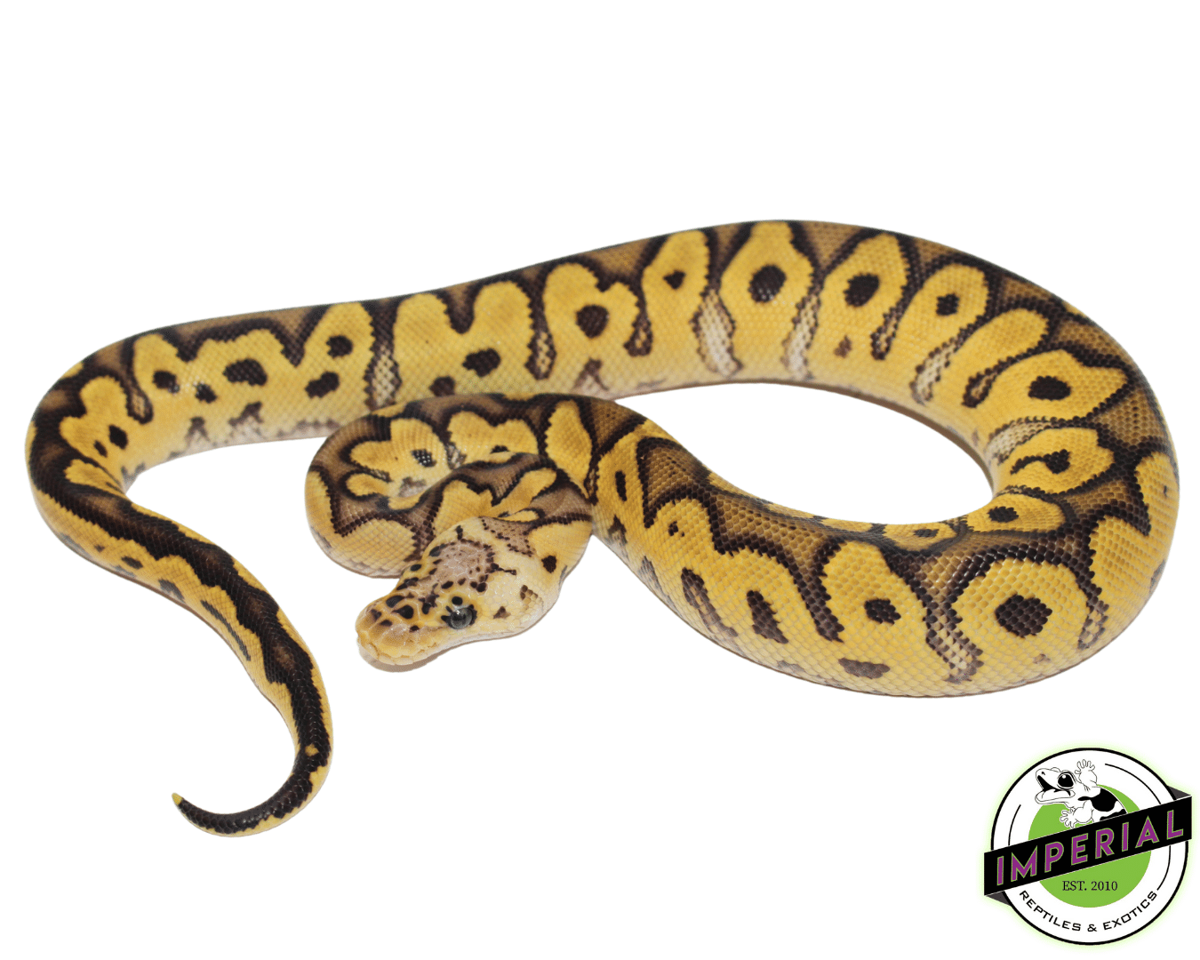 Pastel Enchi Clown Ball Python