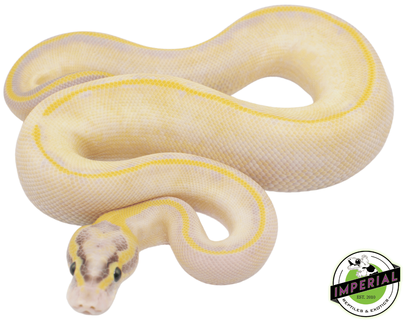 Pastel Enchi Ivory Ball Python