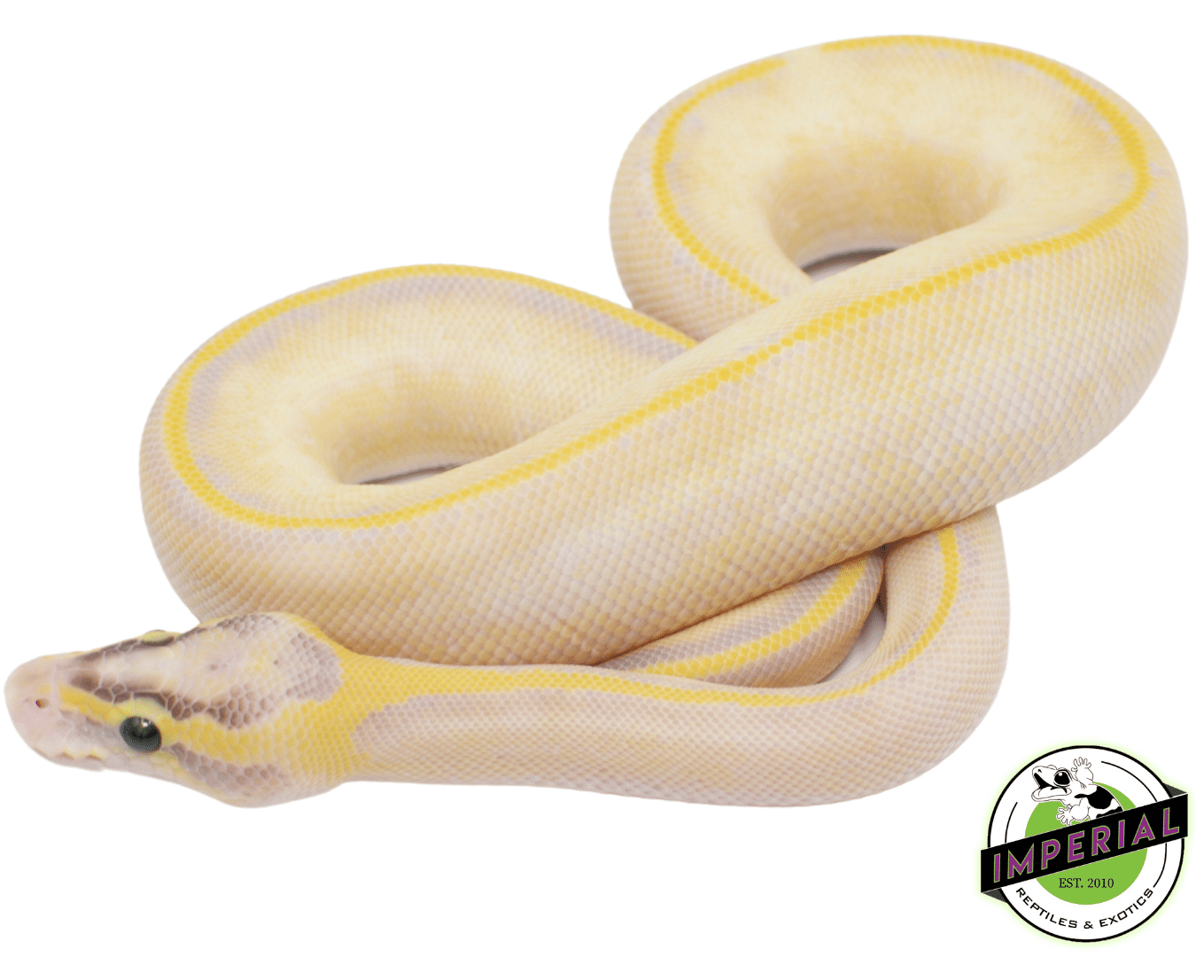 Pastel Enchi Ivory Ball Python — image 2