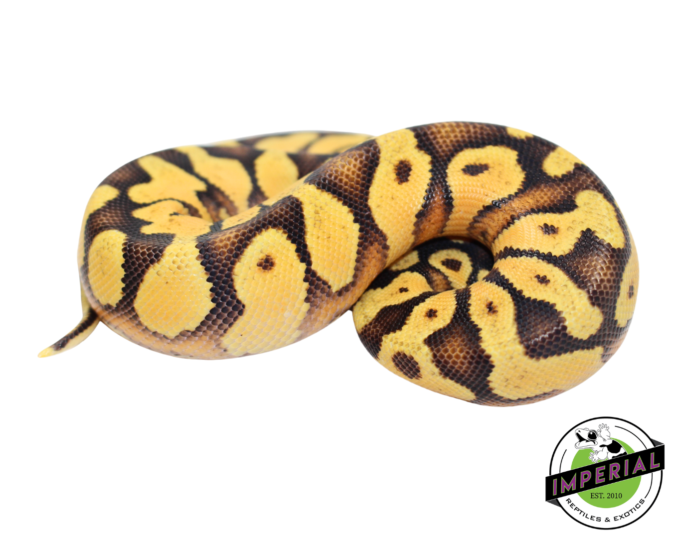 Pastel Enchi Yellowbelly Ball Python Baby — image 2