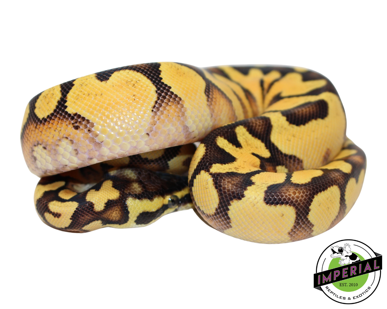 Pastel Enchi Yellowbelly Ball Python Baby — image 3