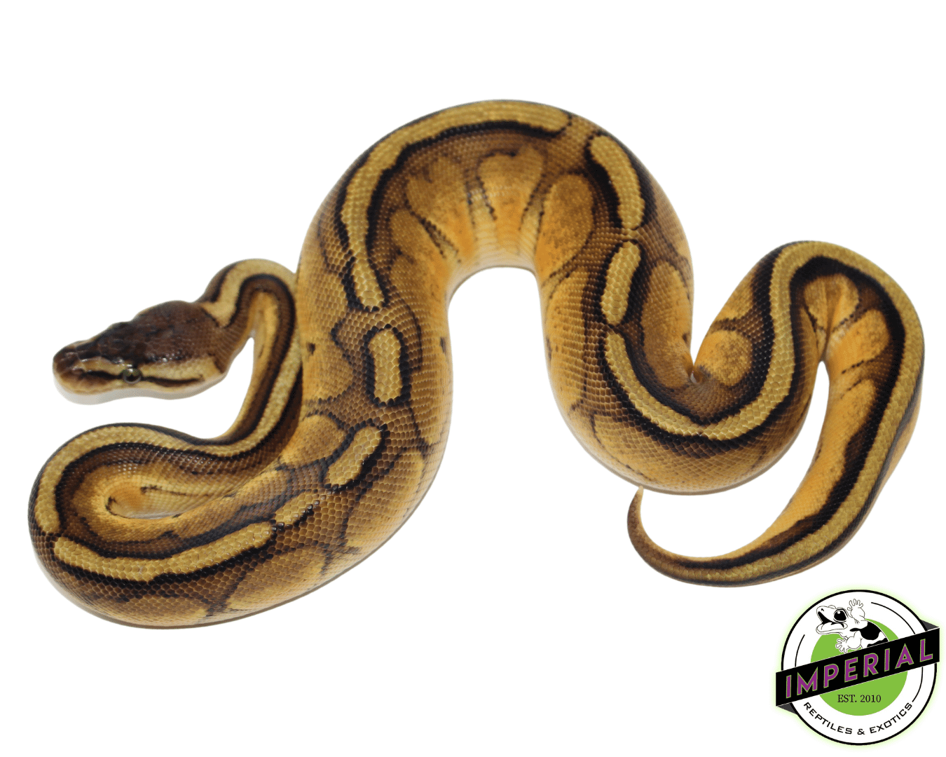 Pastel Genetic Stripe Ball Python