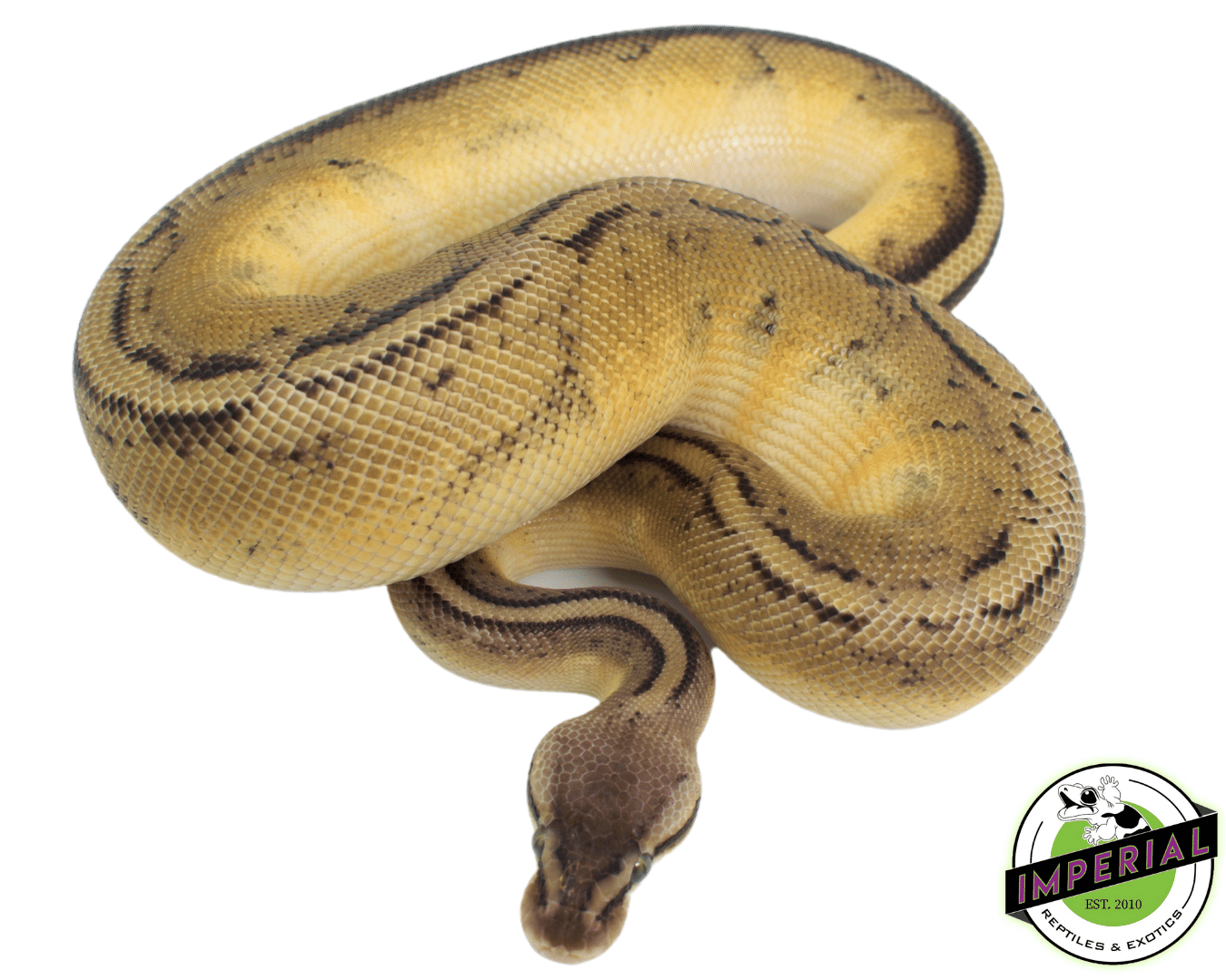 Pastel Genetic Stripe Ball Python — image 3