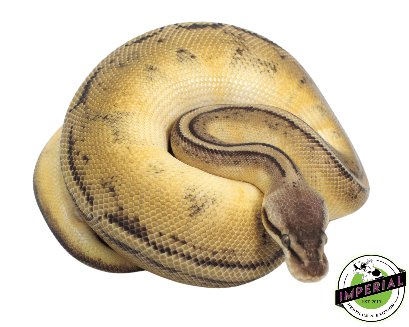 Pastel Genetic Stripe Ball Python — image 2