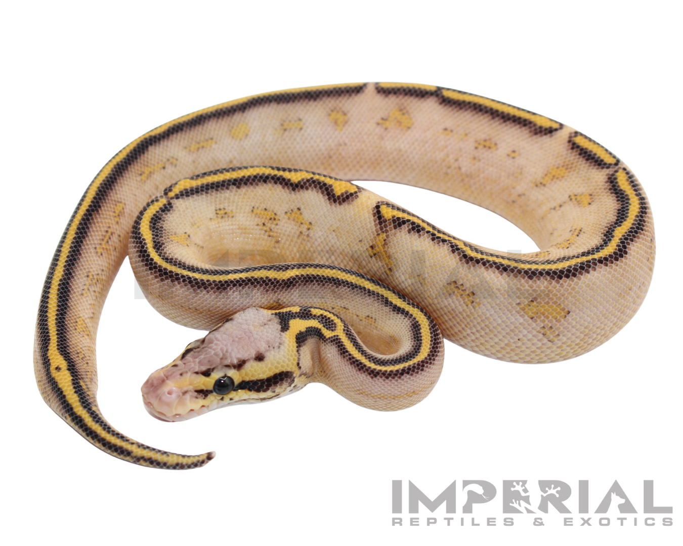 Pastel Highway Ball Python — image 3