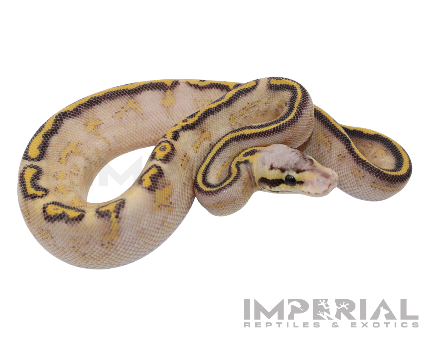 Pastel Highway Ball Python — image 2
