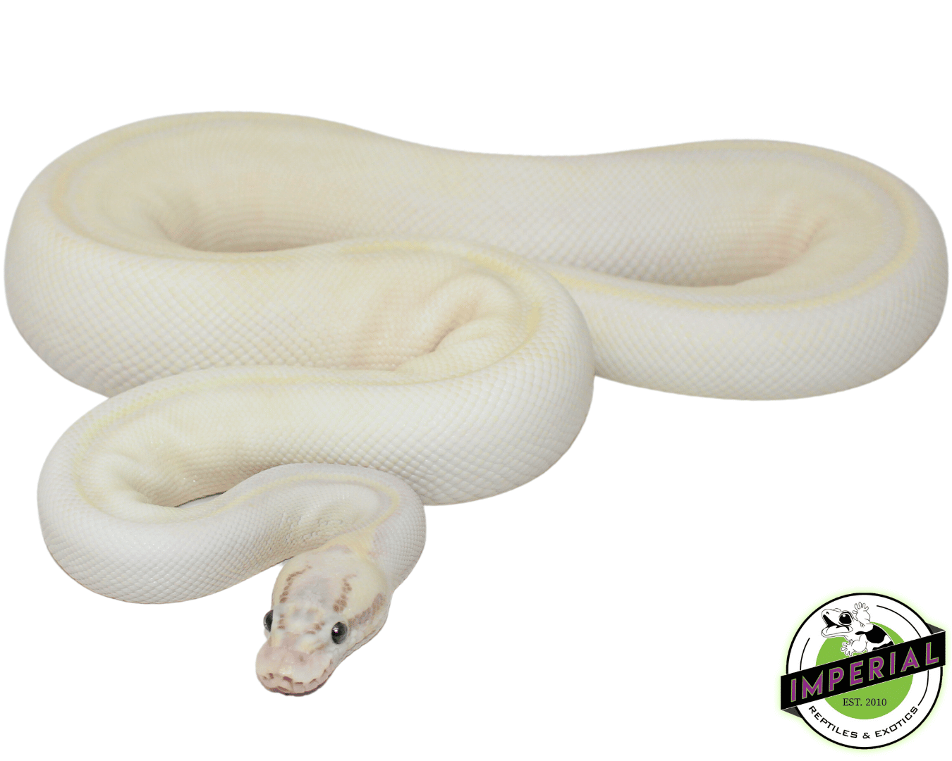 Pastel Ivory Ball Python Adult — image 2