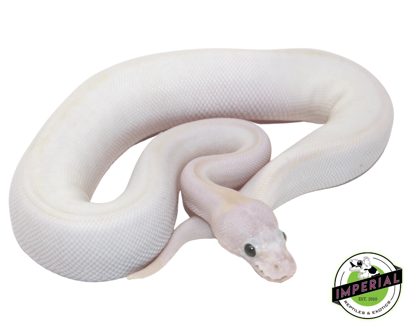 Pastel Ivory Ball Python