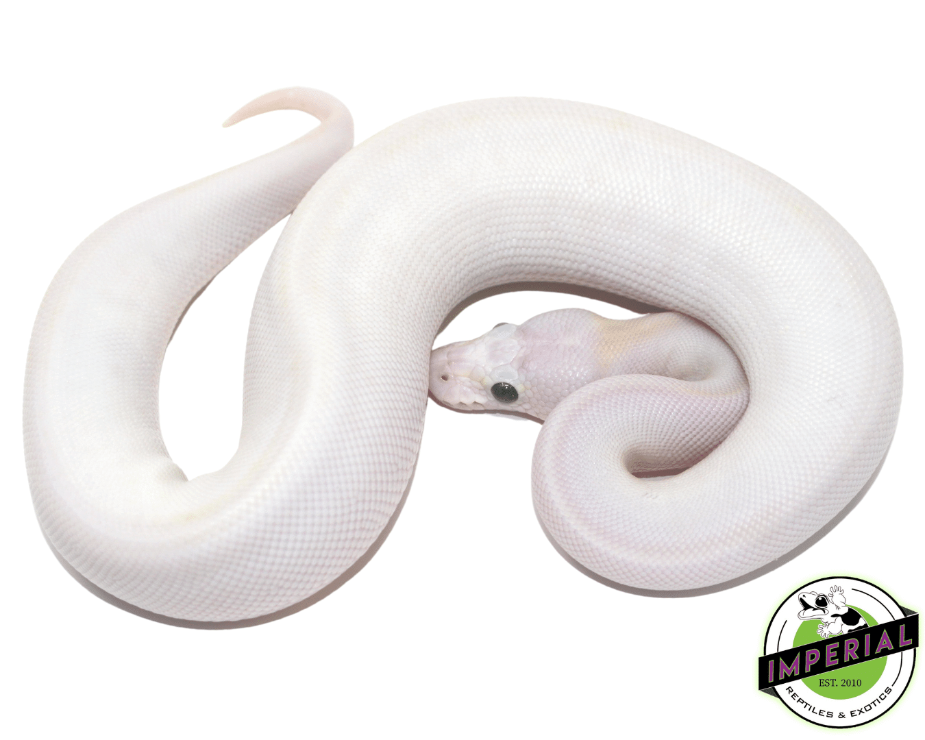 Pastel Ivory Ball Python — image 2
