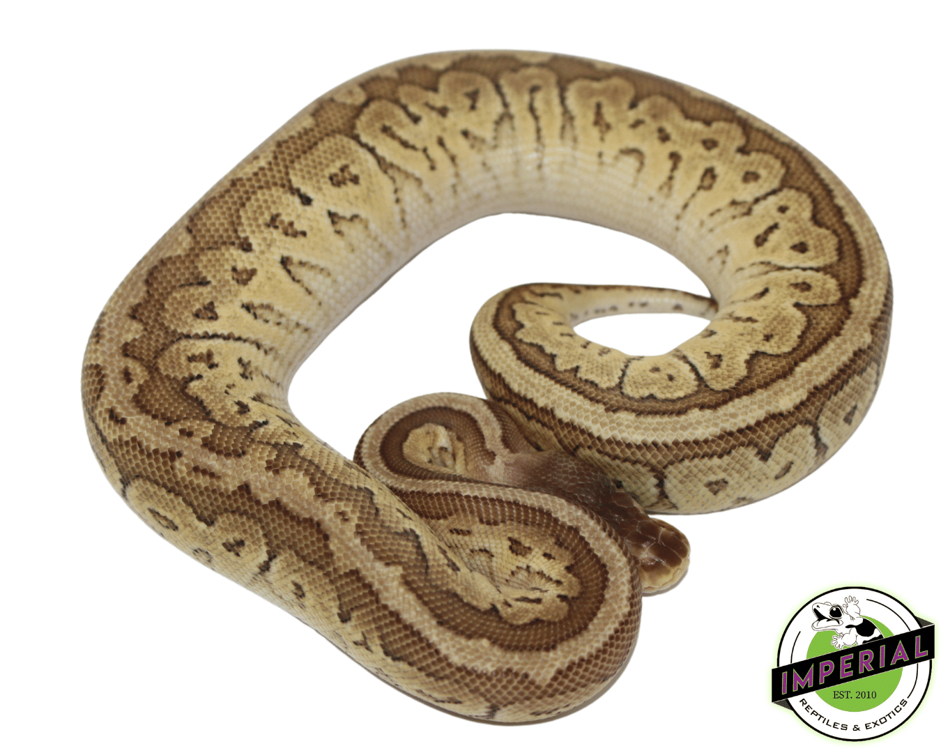 Pastel Jigsaw Ball Python — image 2