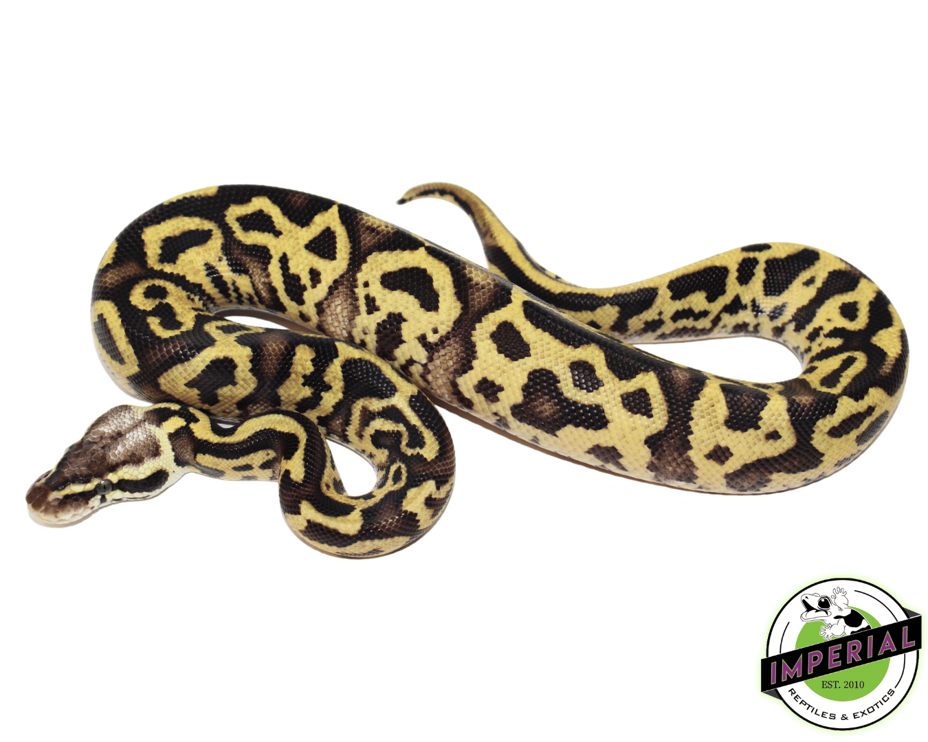 Pastel Leopard Ball Python Baby — image 2