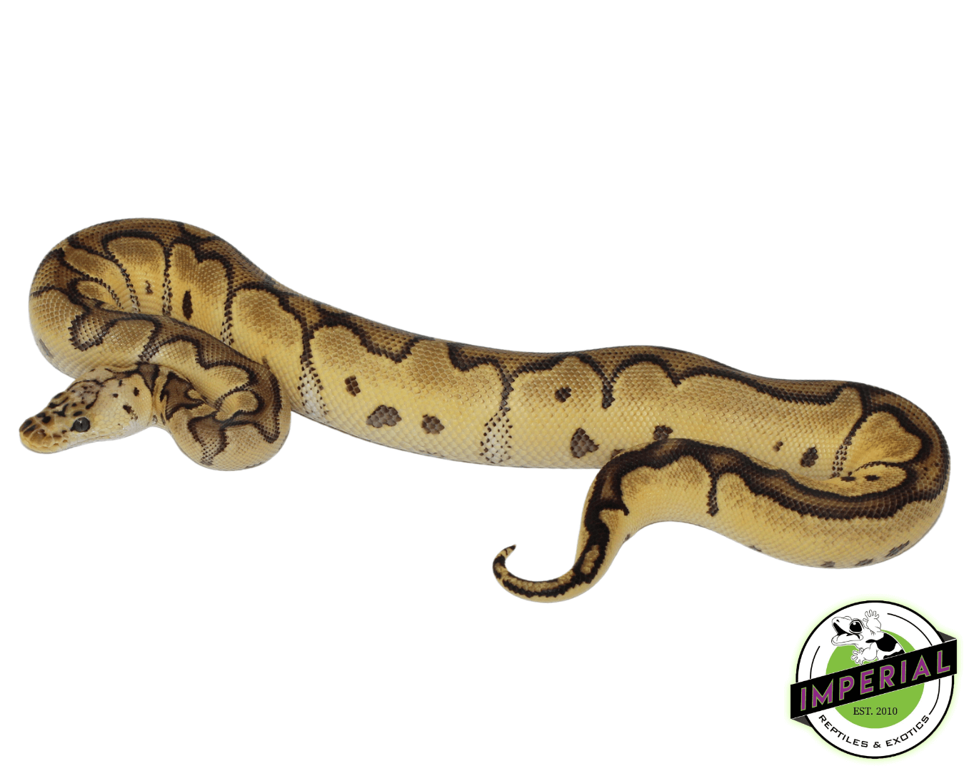 Pastel Leopard Clown Ball Python