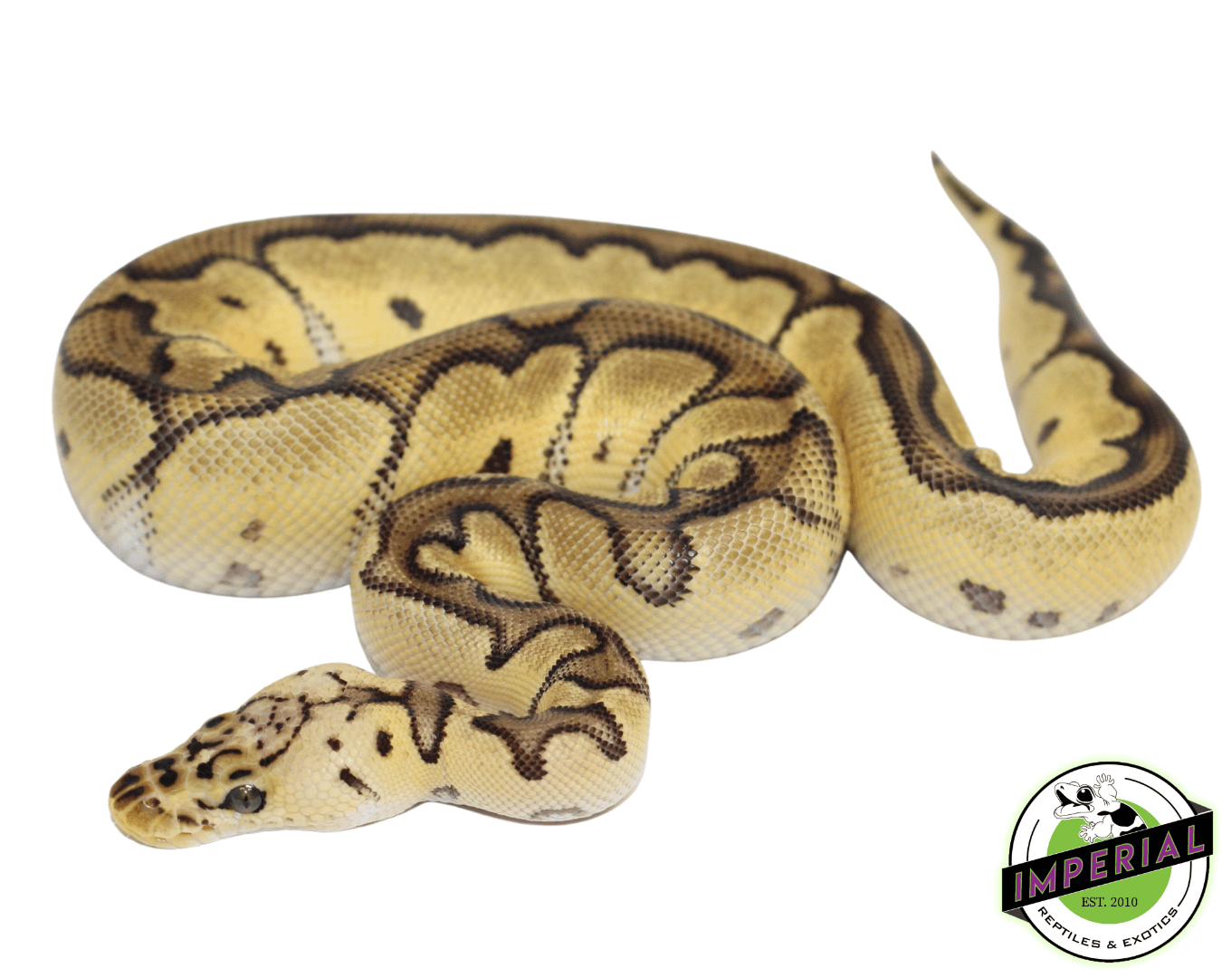 Pastel Leopard Clown Ball Python — image 2