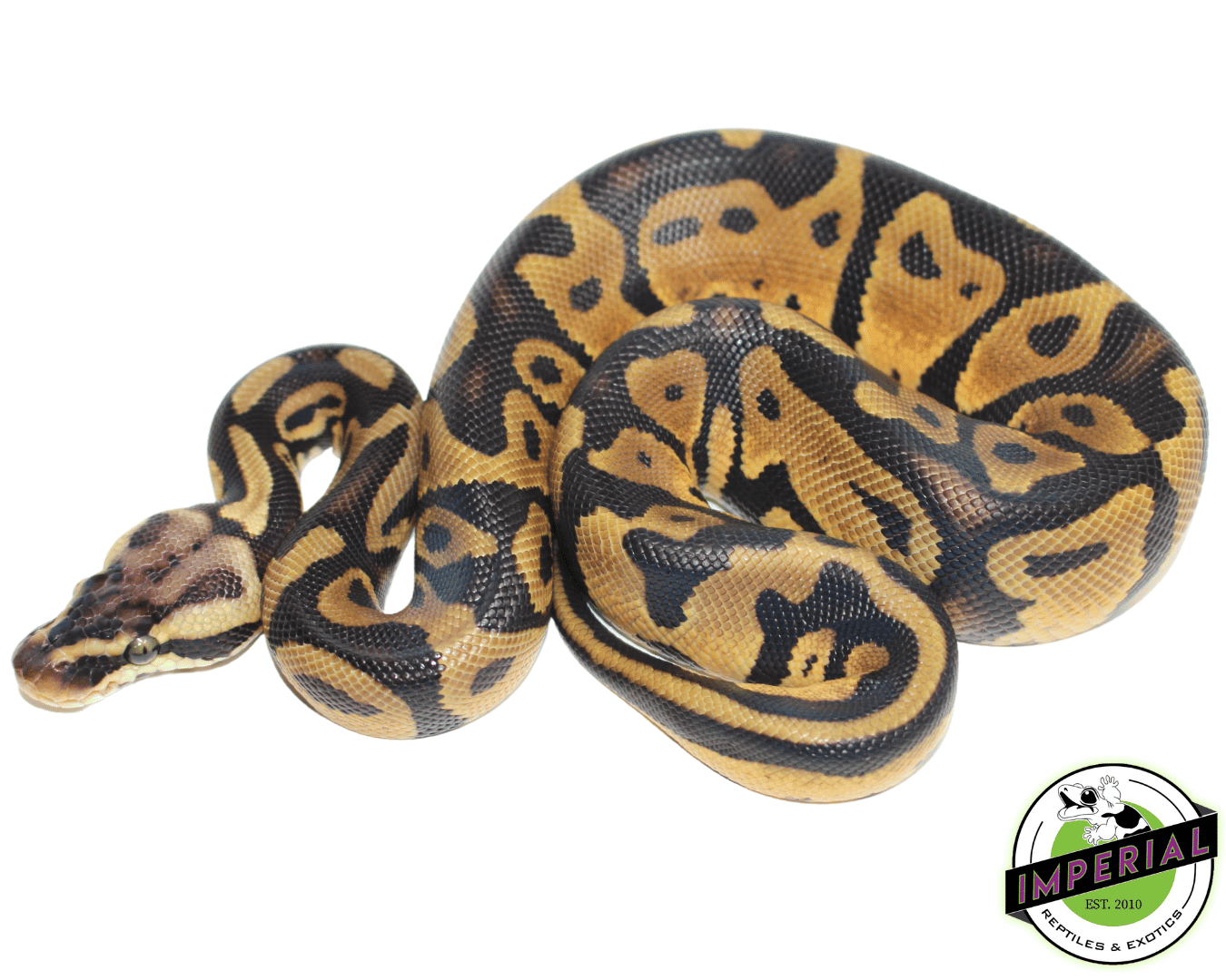 Pastel Leopard Yellowbelly