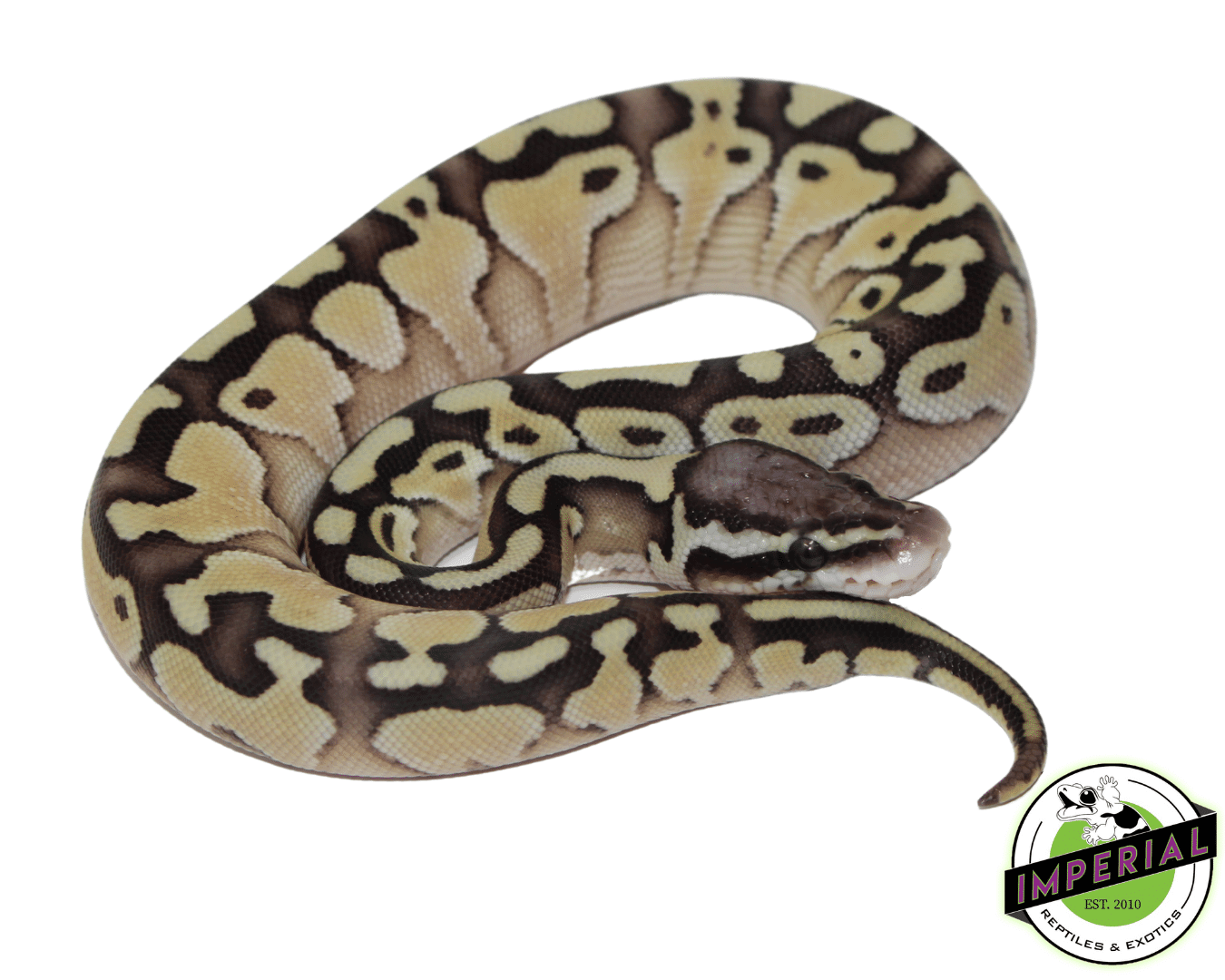 Pastel Lesser Ball Python — image 2