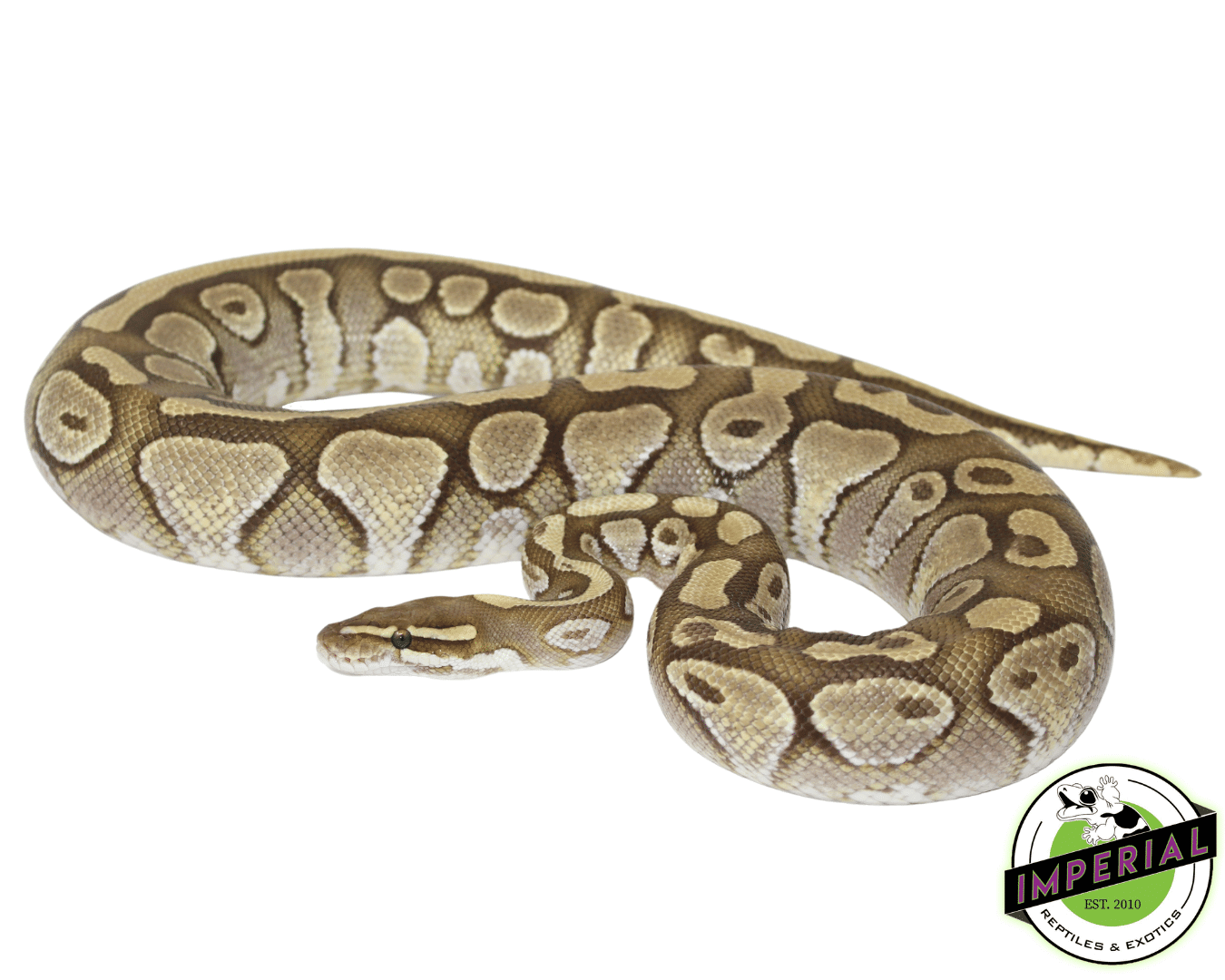 Pastel Lesser Ghost Adult Ball Python