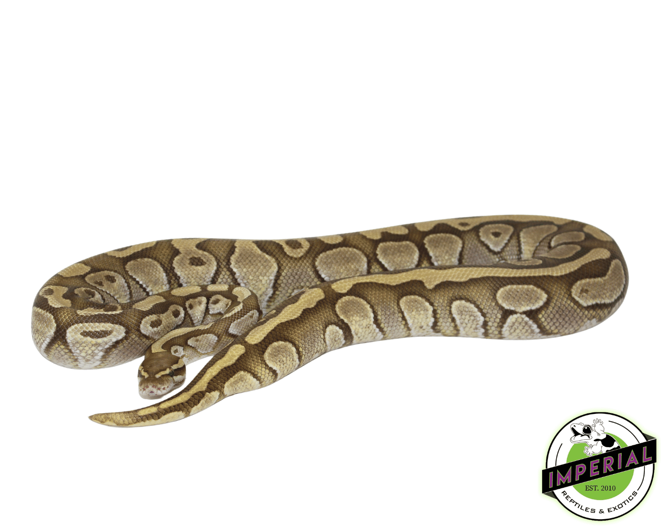 Pastel Lesser Ghost Adult Ball Python — image 2