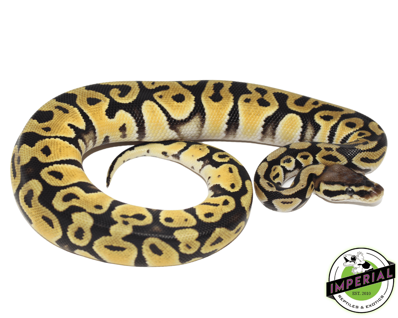 Pastel Orange Dream Ball Python