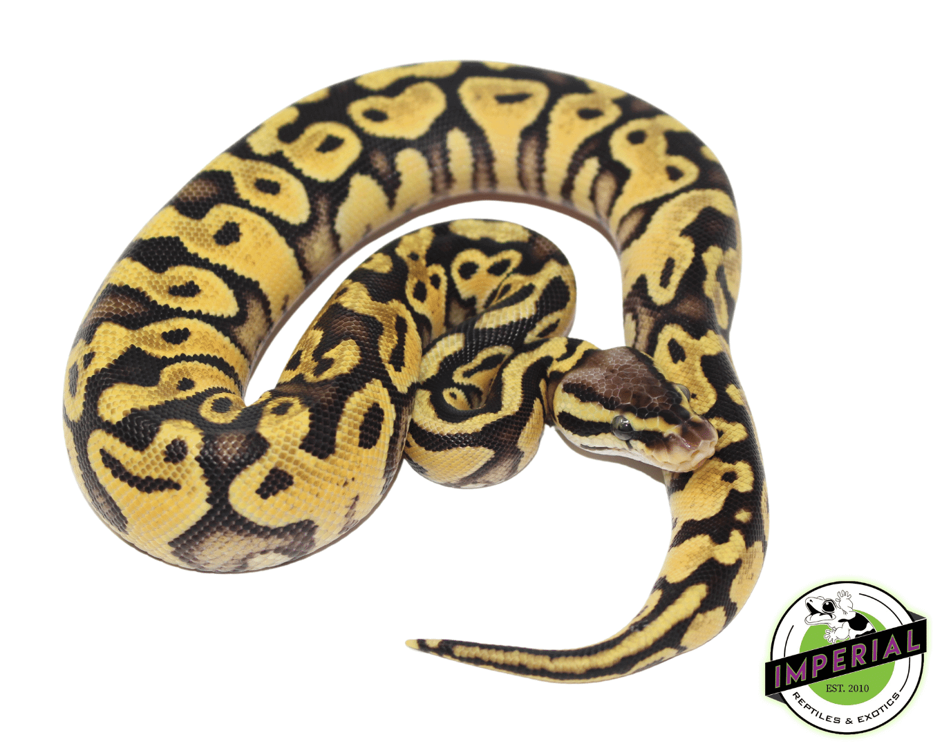 Pastel Orange Dream Ball Python — image 2