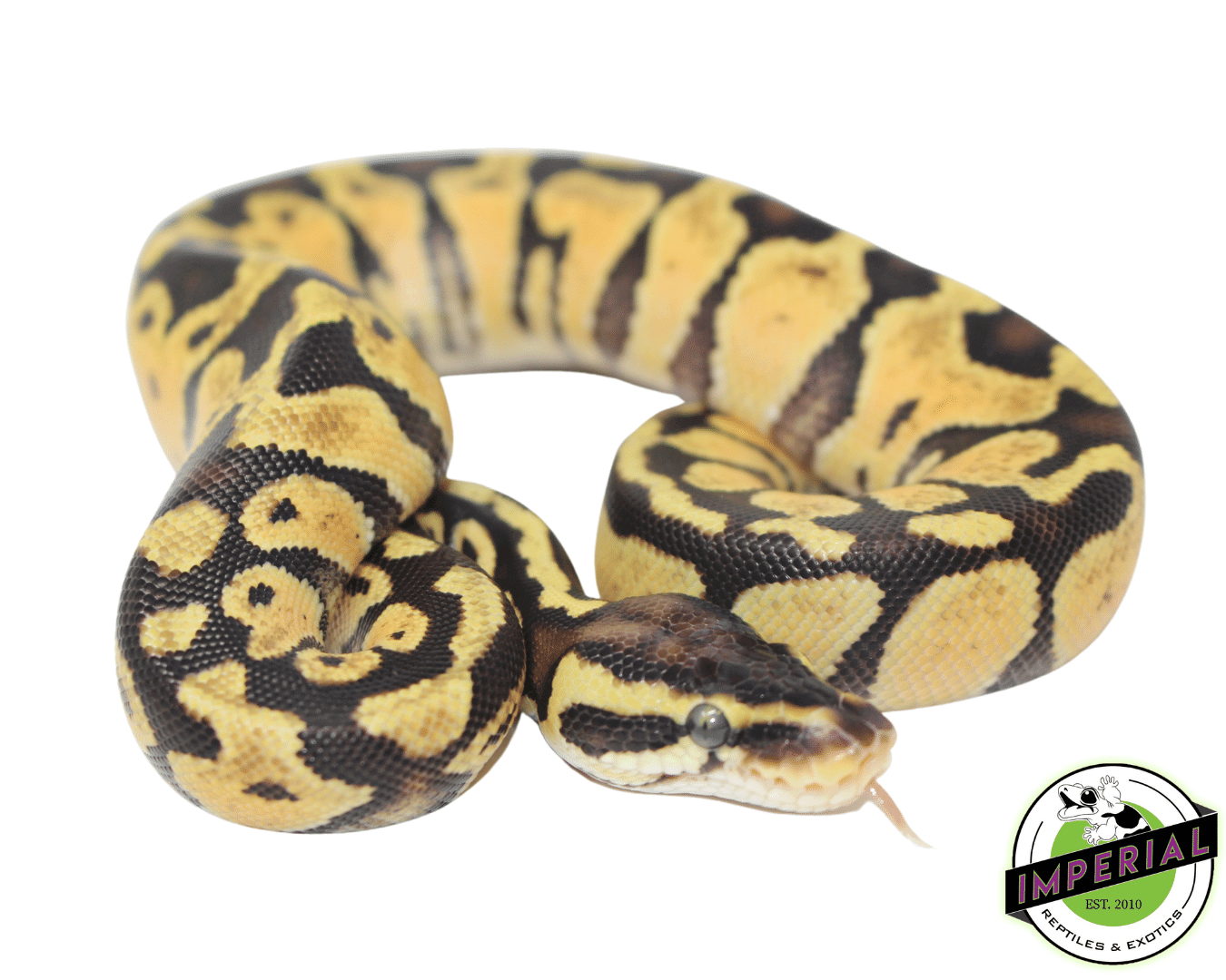 Pastel Russo Ball Python — image 2