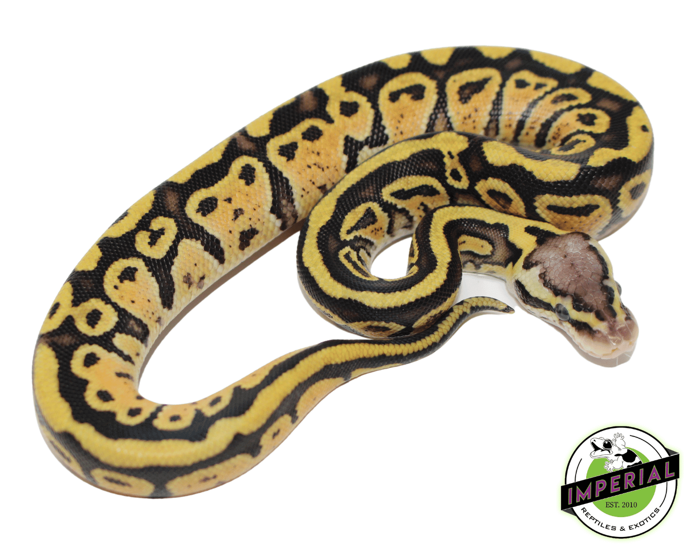 Pastel Specter Ball Python — image 2
