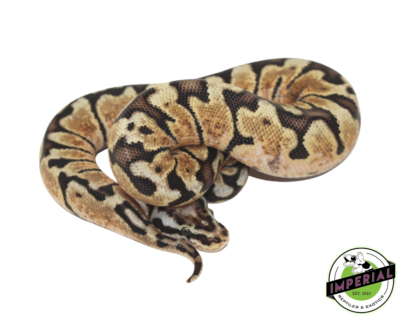 Pastel Woma Ball Python — image 2