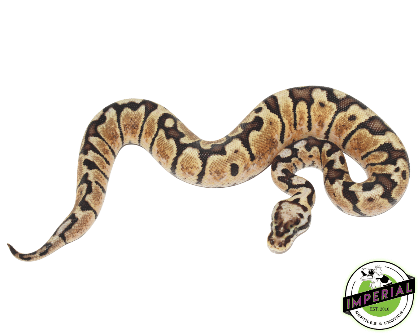 Pastel Woma Ball Python