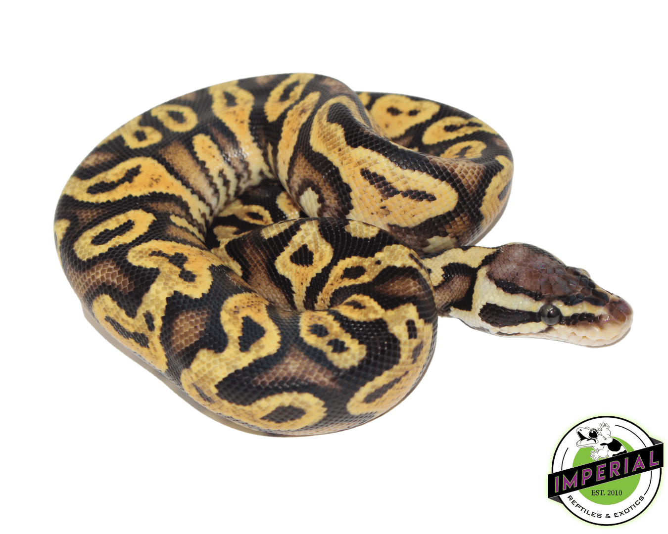 Pastel Yellowbelly Ball Python