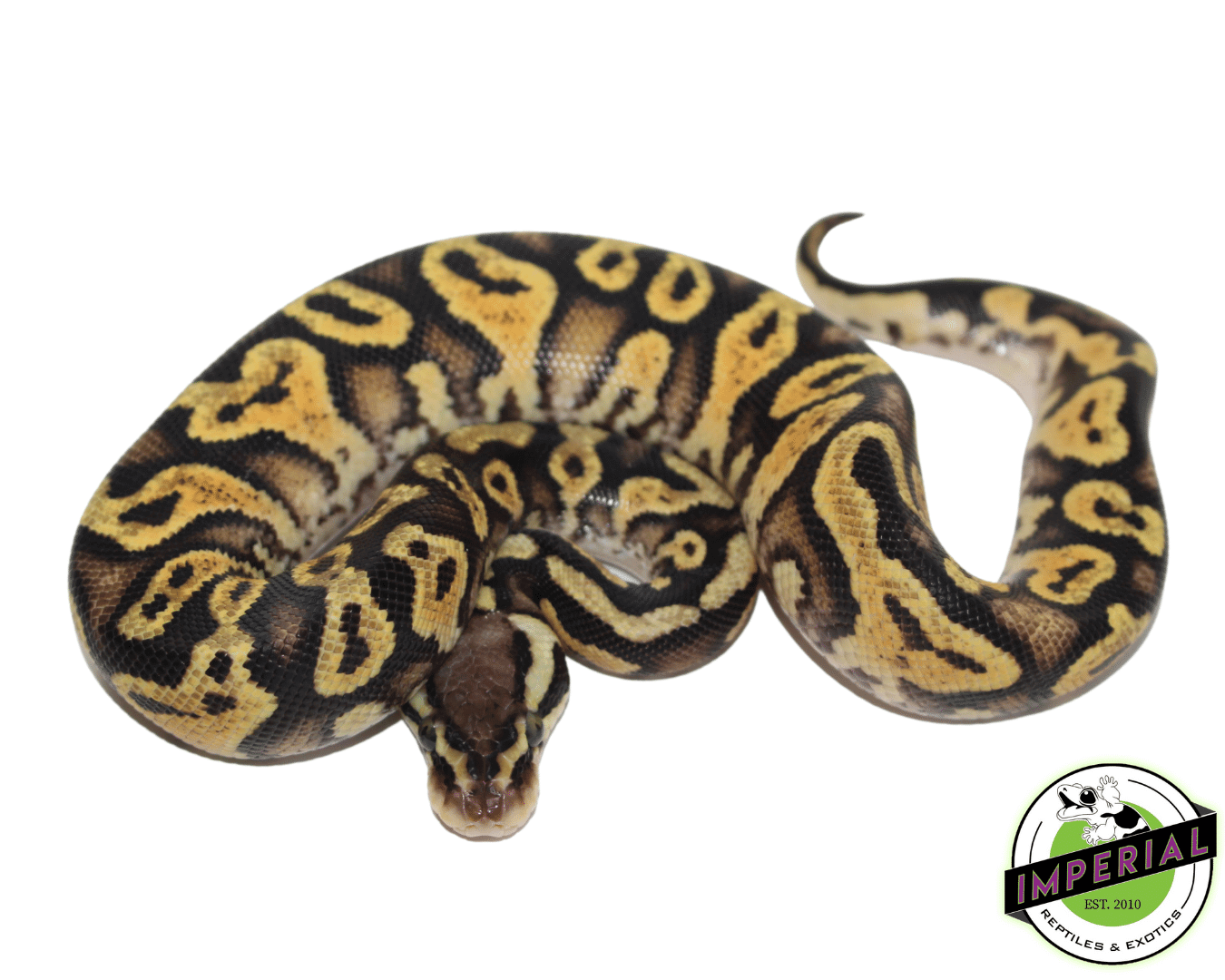 Pastel Yellowbelly Ball Python — image 2