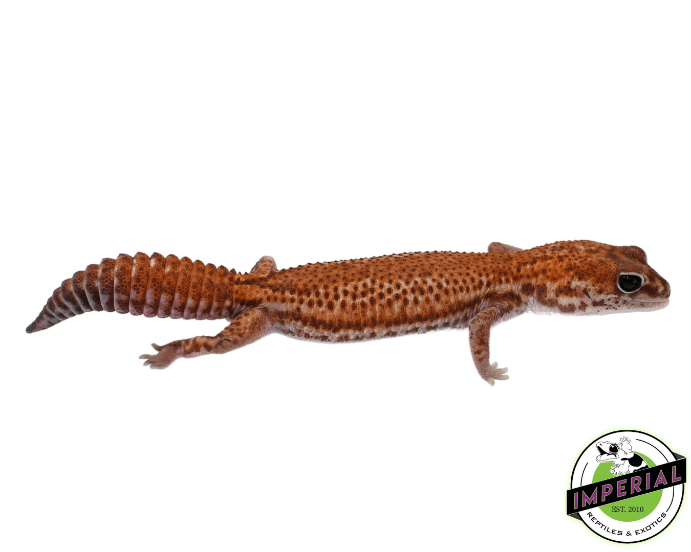 Patternless African Fat Tail Gecko Adult