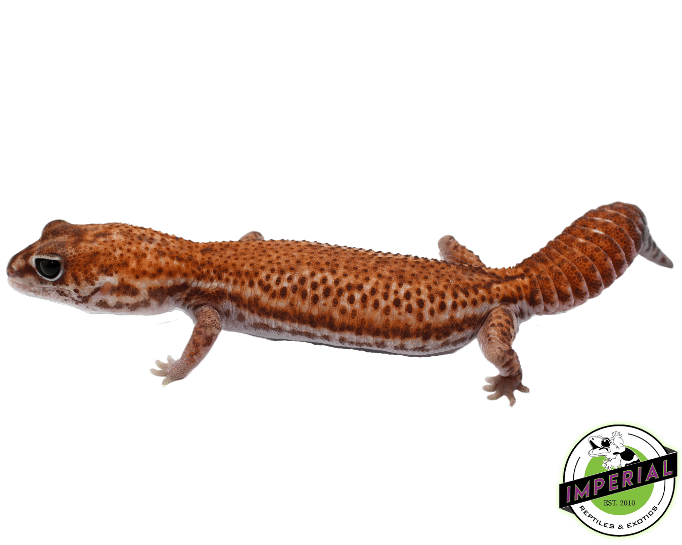 Patternless African Fat Tail Gecko Adult — image 2