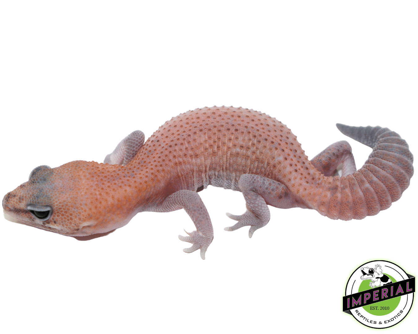 Patternless African Fat Tail Gecko Baby — image 2
