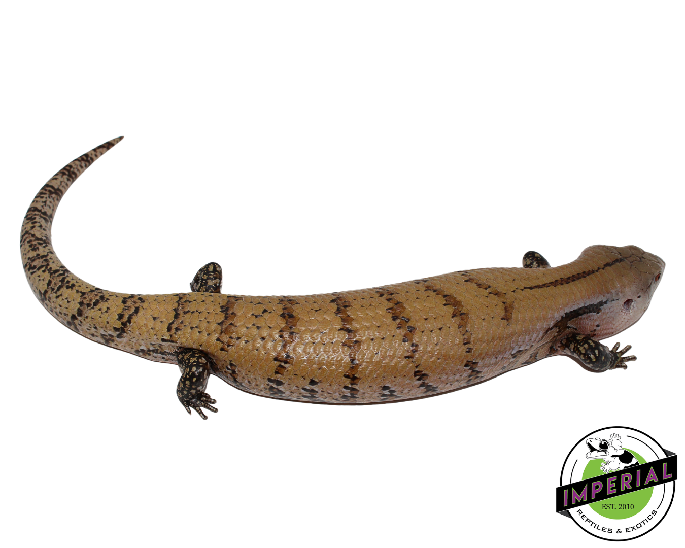 Patternless Line Merauke Blue Tongue Skink Adult (#111824-02) — image 2