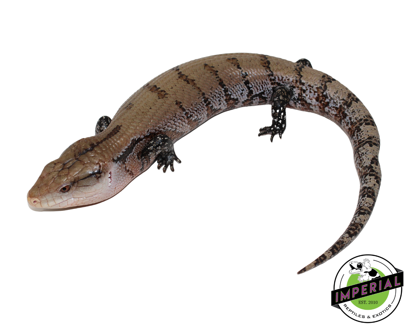 Patternless Line Merauke Blue Tongue Skink Adult Male (#111824-01)