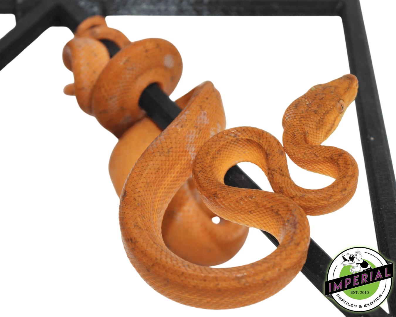 Patternless Orange Amazon Tree Boa — image 2