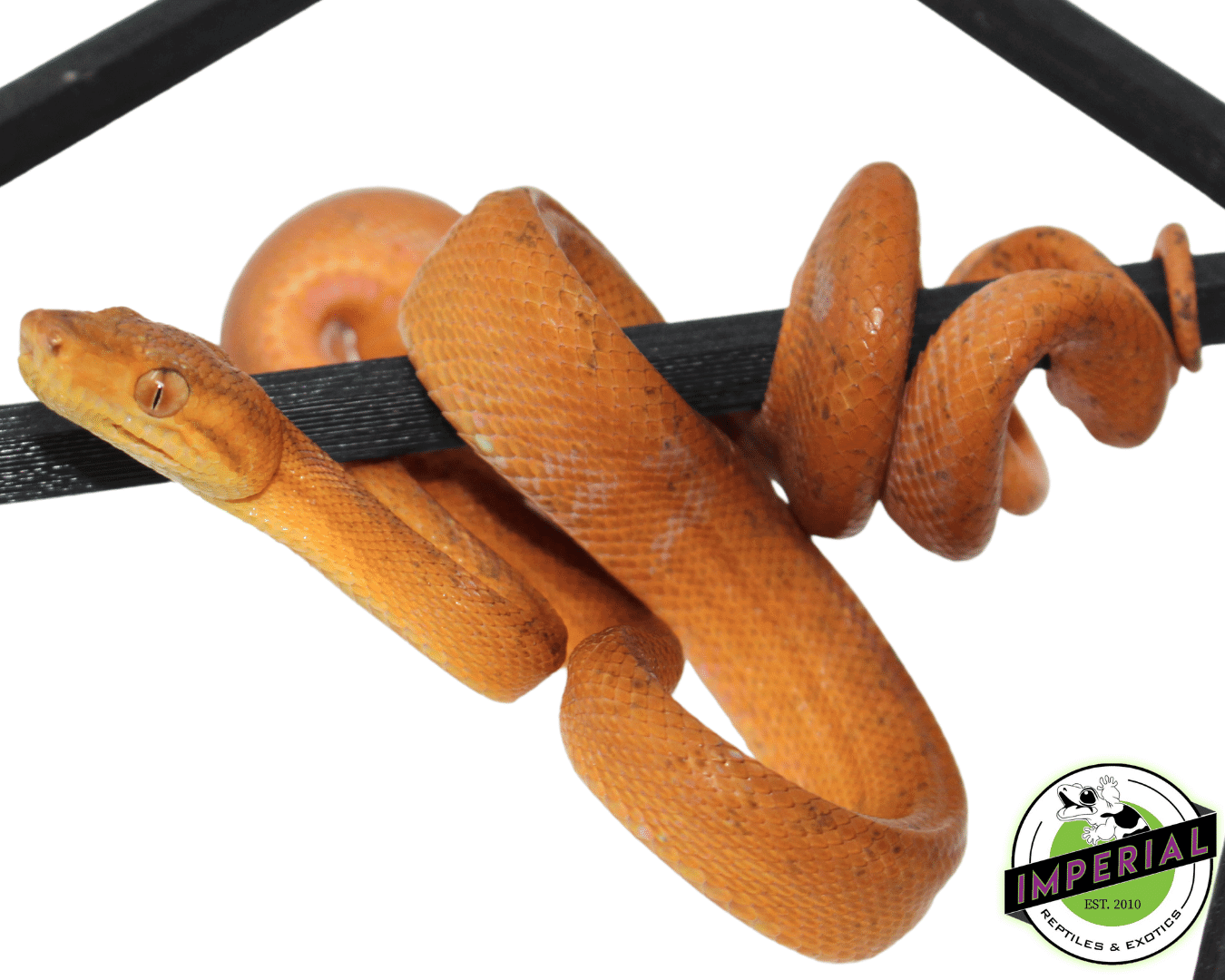 Patternless Orange Amazon Tree Boa