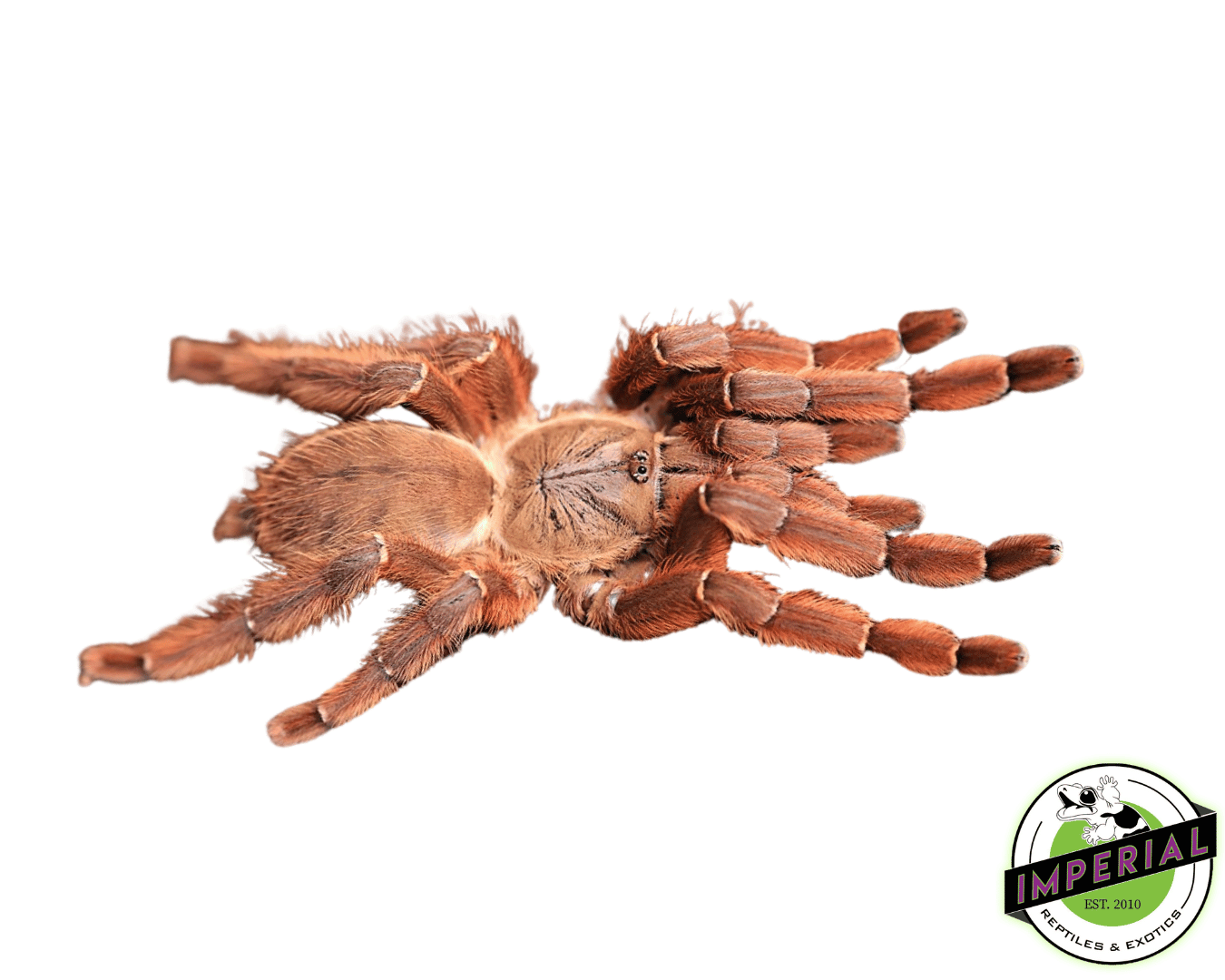 Peach Earth Tiger Tarantula (Phormingochilus sp. 'Rufus')