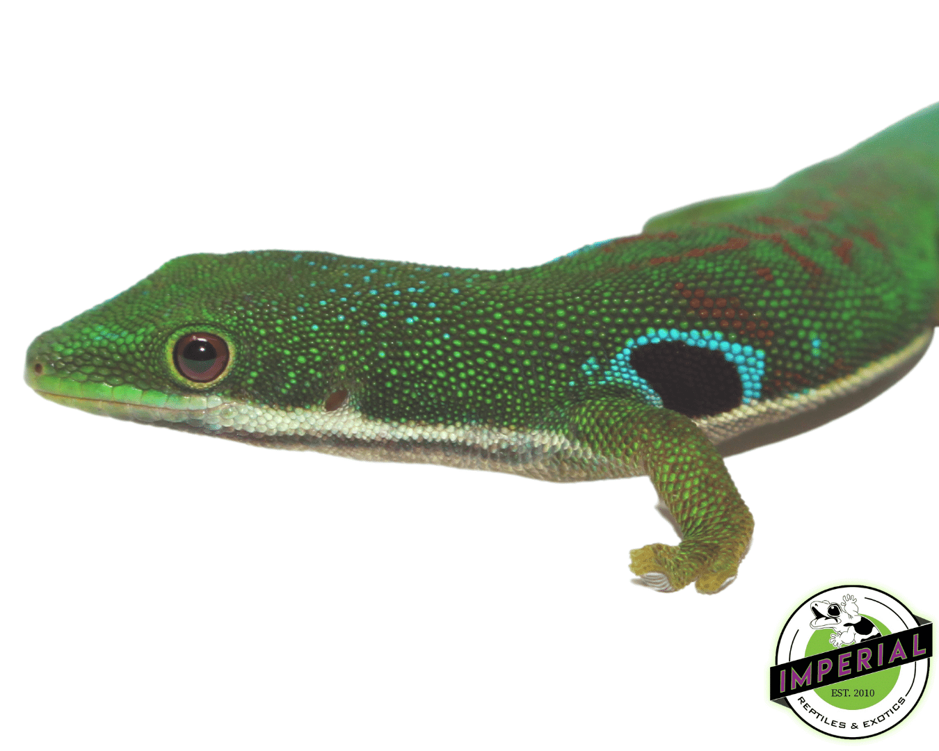 Peacock Day Gecko