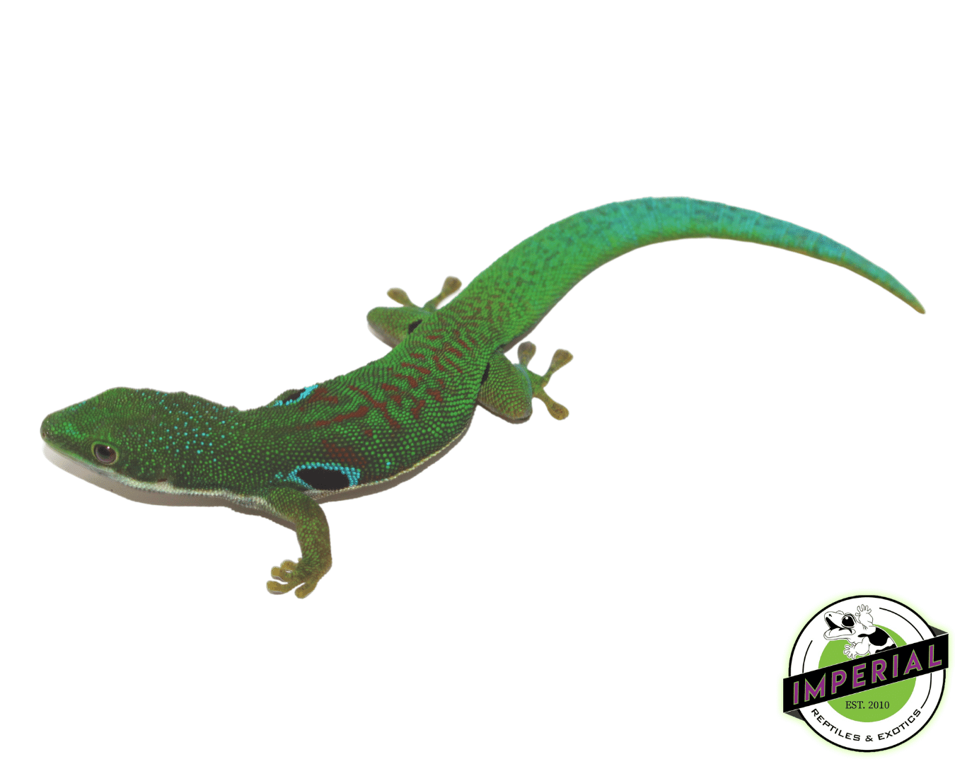 Peacock Day Gecko — image 2