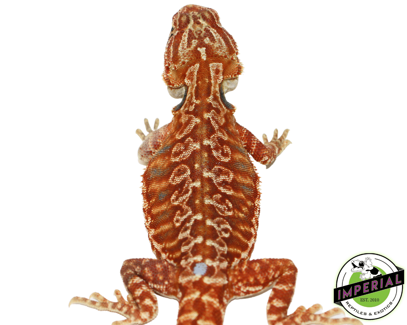 "Pennywise" Blue Bar Hypo Red Leatherback Bearded Dragon Male (#101723-05) — image 2