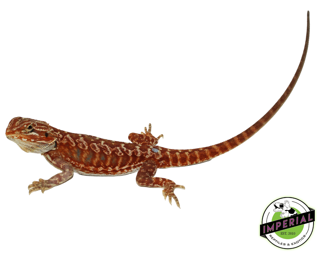 "Pennywise" Blue Bar Hypo Red Leatherback Bearded Dragon Male (#101723-05)
