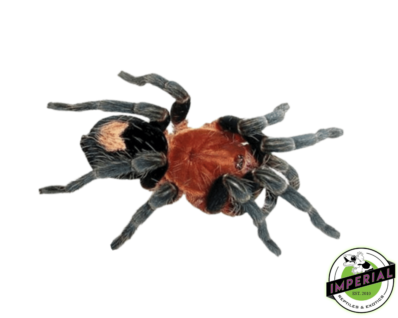 Peruvian Dwarf Red Leg Adult Tarantula