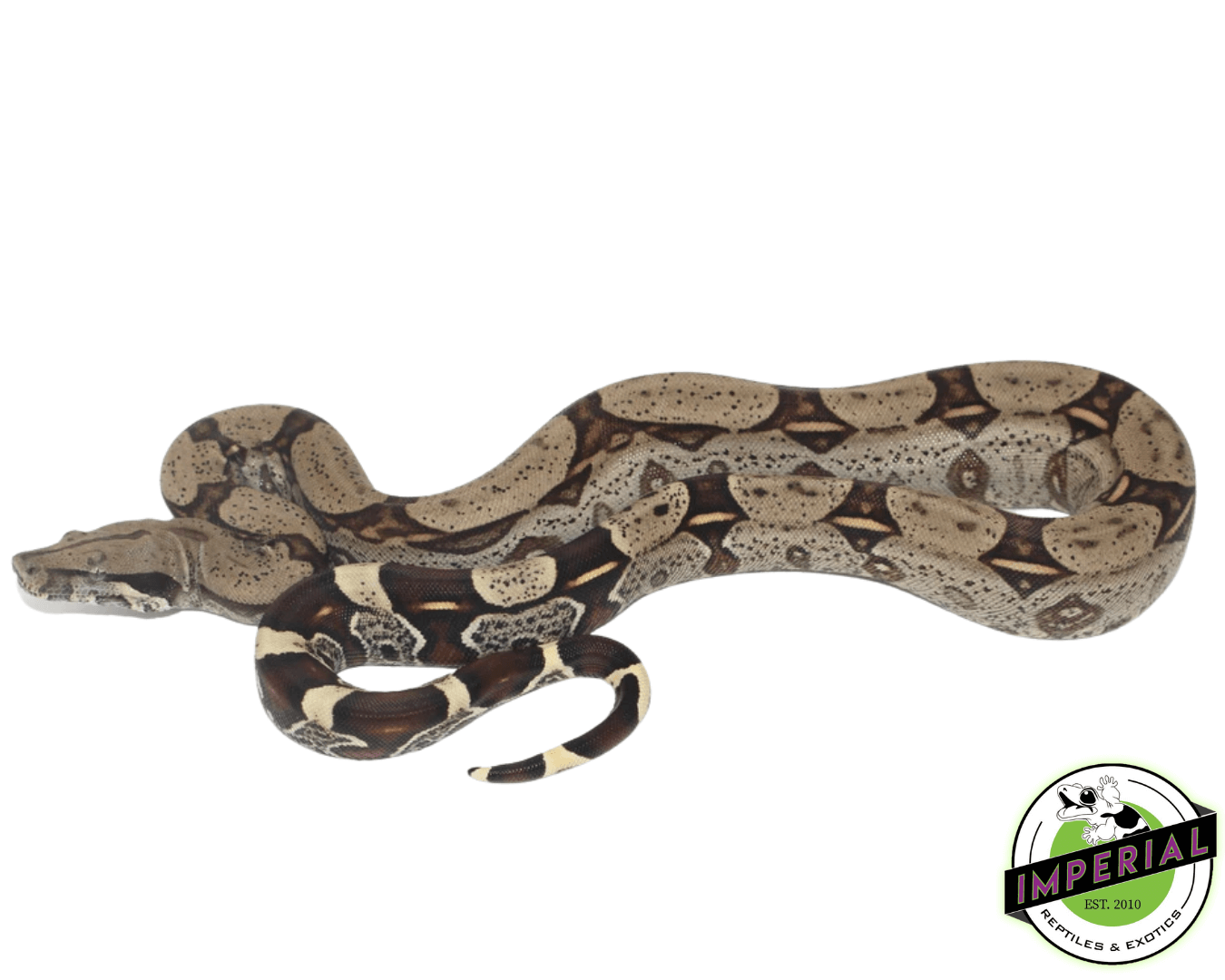 Peruvian Red Tail Boa Constrictor