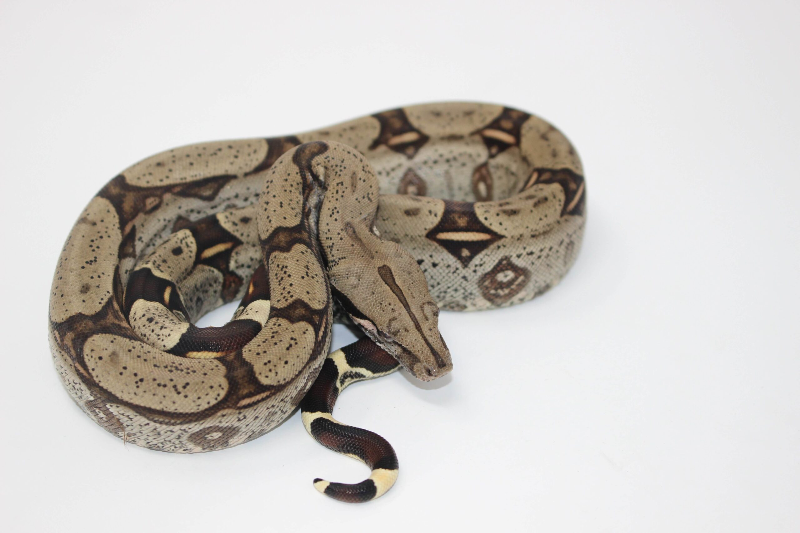Peruvian Red Tail Boa Constrictor — image 2