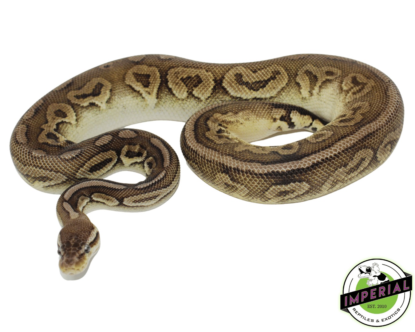 Pewter Adult Ball Python — image 2