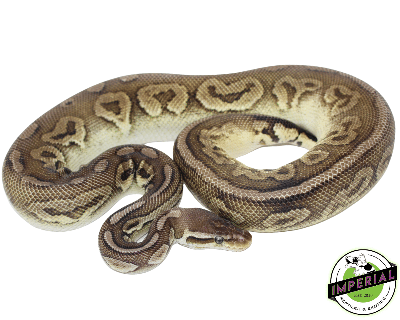 Pewter Adult Ball Python