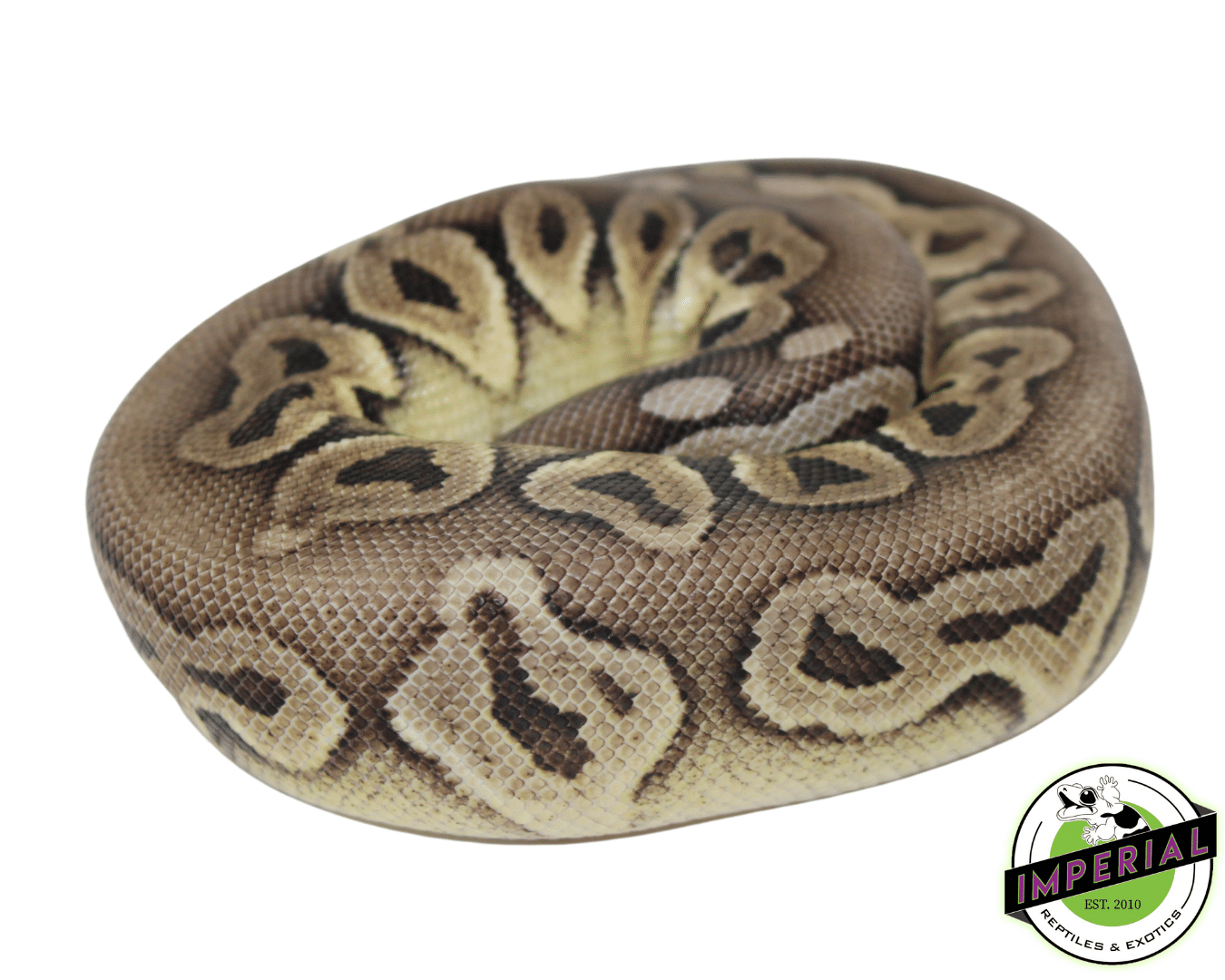 Pewter Ball Python — image 2