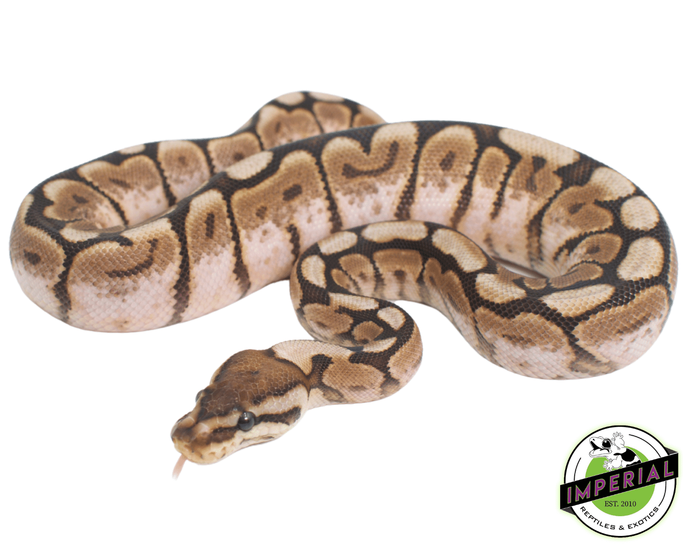 Pewter Bee Ball Python