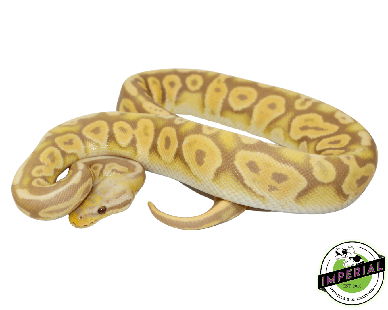 Pewter Candino Ball Python — image 2